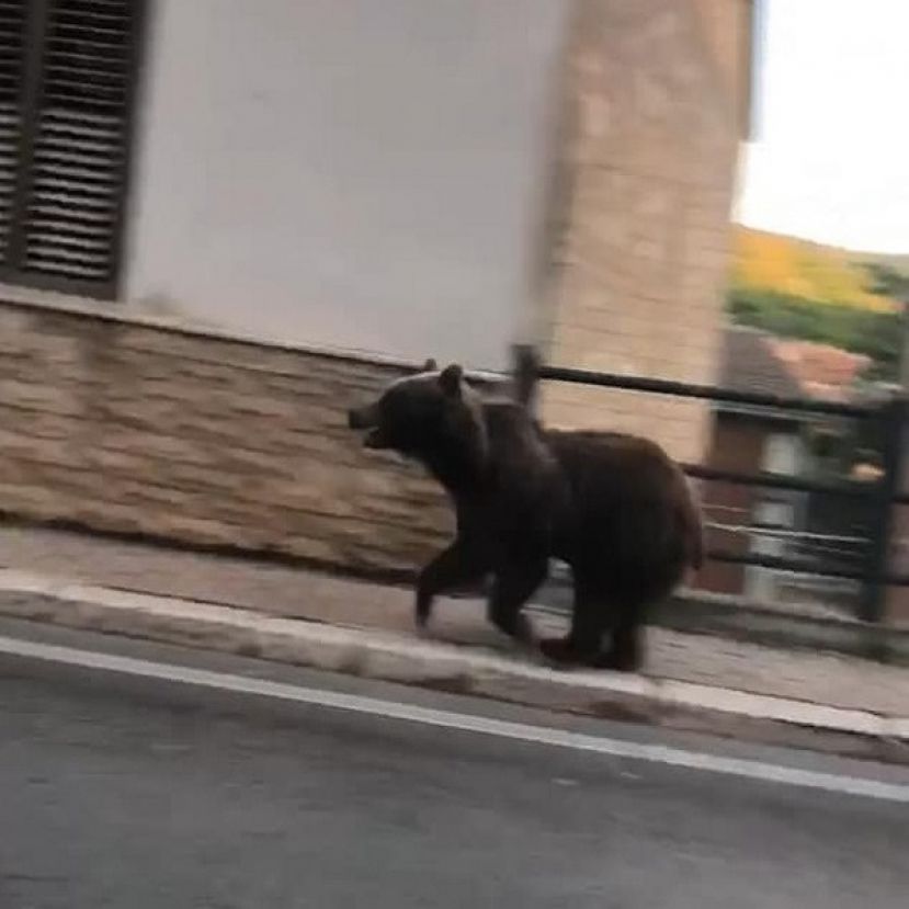 Orso Marsicano