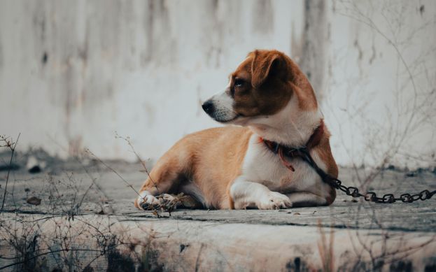 Cane in catena