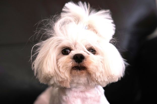 Cane di razza Maltese