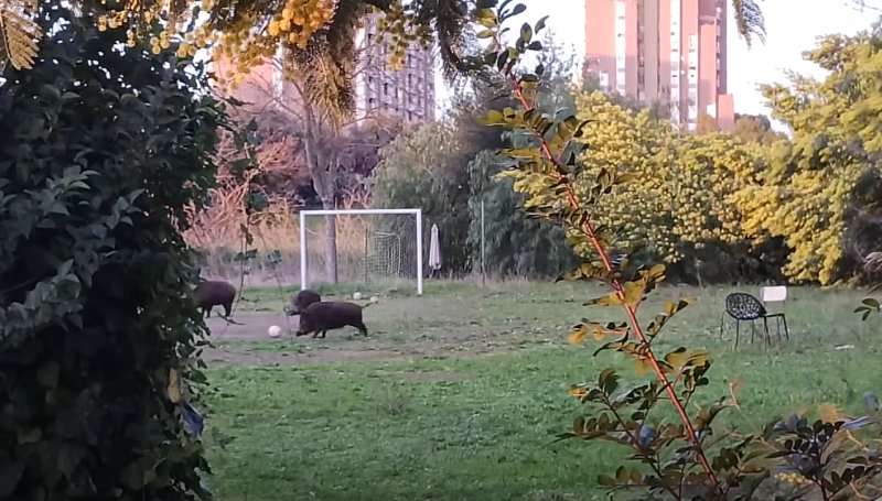 Cinghiali che giocano con la palla