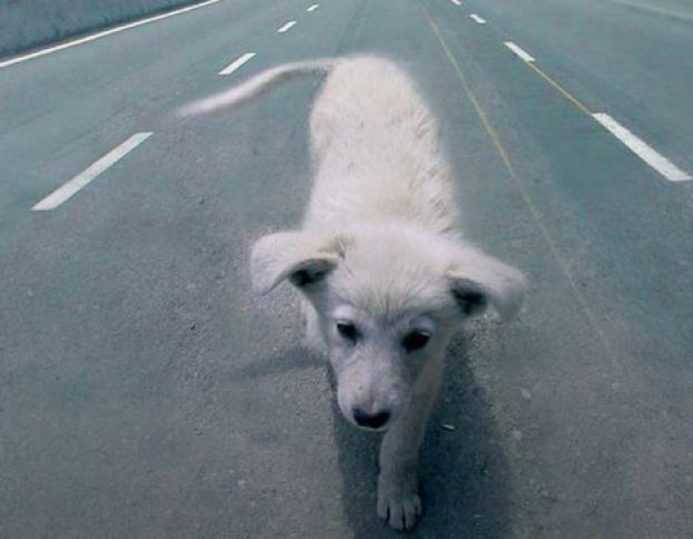 CANE ABBANDONATO SULL&amp;#039;A24:INDIGNAZIONE TRA GLI AUTOMOBILISTI IN TRANSITO