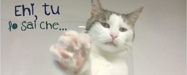 EHI,TU LO SAI CHE .....DI VERA MARCHEGIANI