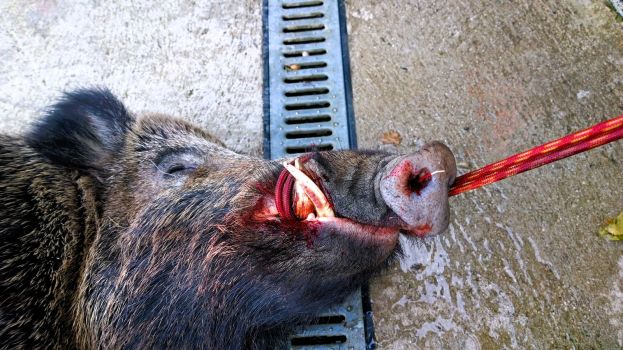 Cinghiale abbattuto
