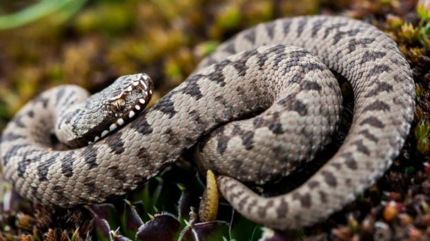 Vipera