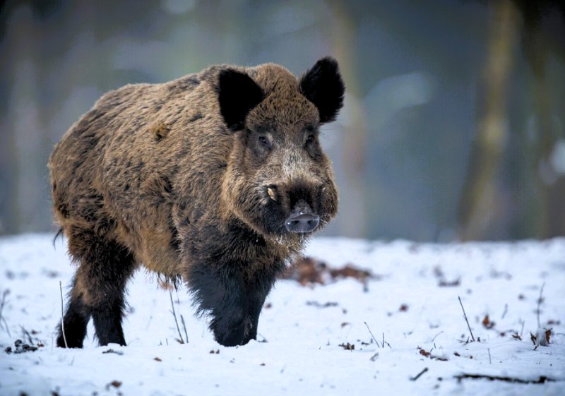 Cinghiale sulla neve