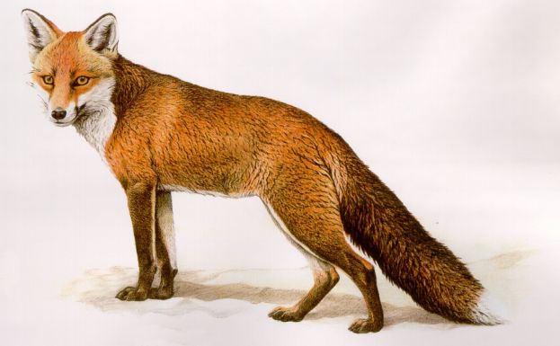 &amp;quot;FRIGIDA CARSEOLIS TERRA-OVIDIO-FASTI-IV-679-712&amp;quot;,TRADUZIONE SCHERZOSA IN RIMA DELL&amp;#039;ILL.MO PROF.ANGELO BERNARDINI