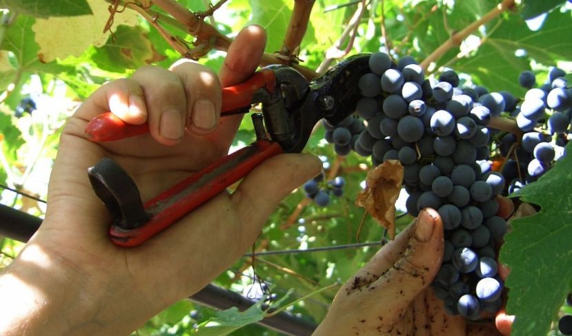 E&amp;#039; PARTITA LA VENDEMMIA,IN ABRUZZO SI PREANNUNCIA UN&amp;#039;ANNATA POSITIVA