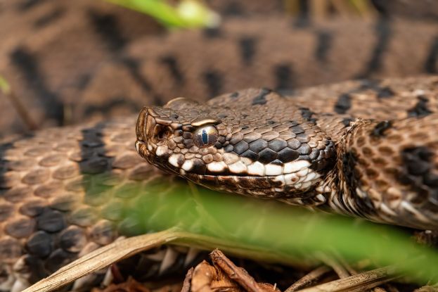 Vipera Aspis