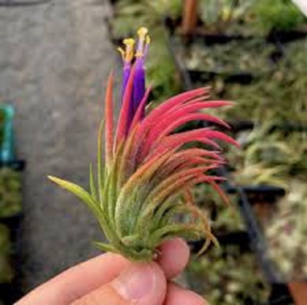 Piante D&amp;#039;Aria