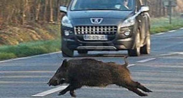 ANCORA INCIDENTI CON FAUNA SELVATICA.AUTO CONTRO CINGHIALE NEI PRESSI DI PIETRASECCA