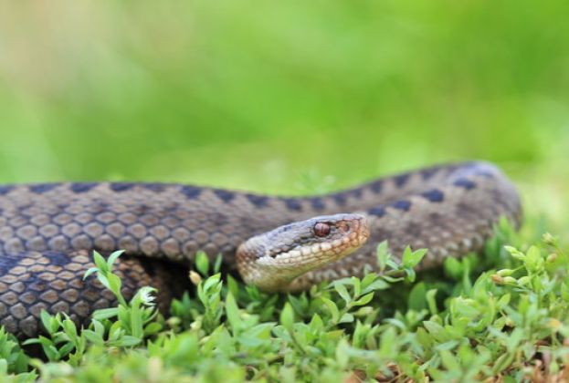 Vipera