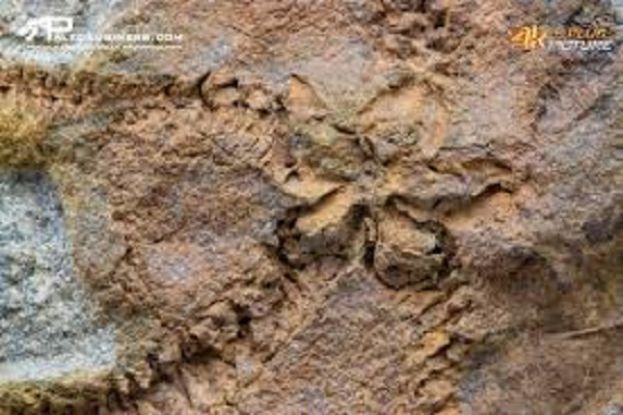 Fossile di stella marina