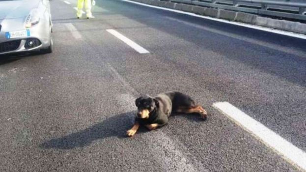 CARSOLI,CANE ABBANDONATO SULL&amp;#039;A24:E&amp;#039; DIVENTATO LA MASCOTTE DELLA POLIZIA STRADALE