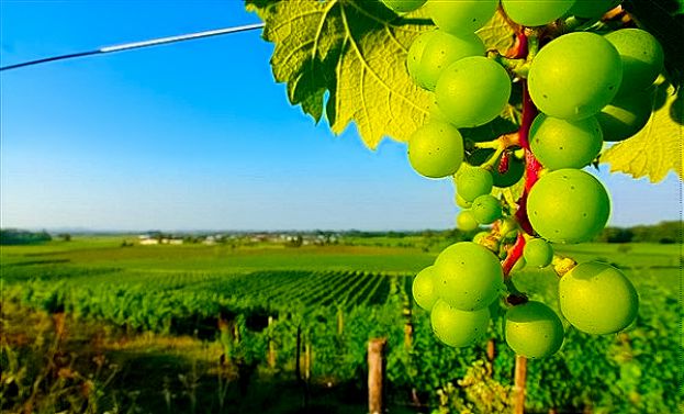 Cir&ograve; Marina, Vigneto