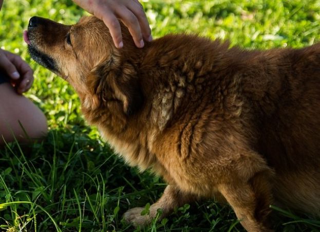 ANZIANO CADE IN UNA SCARPATA E MUORE: IL CANE LO VEGLIA TUTTA LA NOTTE E &amp;quot;AVVERTE&amp;quot; I SOCCORRITORI