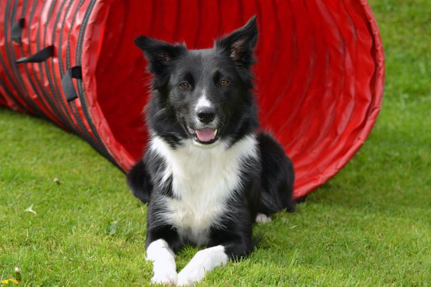 Cane Addestrato,Border Collie