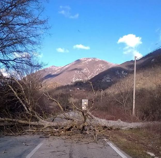 CARSOLI,ALBERO CADE SULLA TURANESE A CAUSA DEL FORTE VENTO :UN RAGAZZO LIBERA LA STRADA CON IL TRATTORE