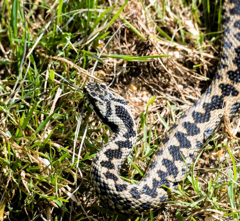 Vipera