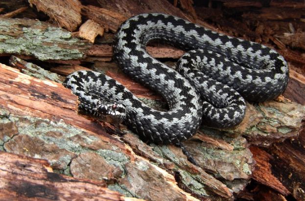 Vipera