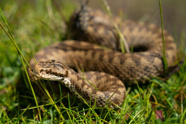 Vipera