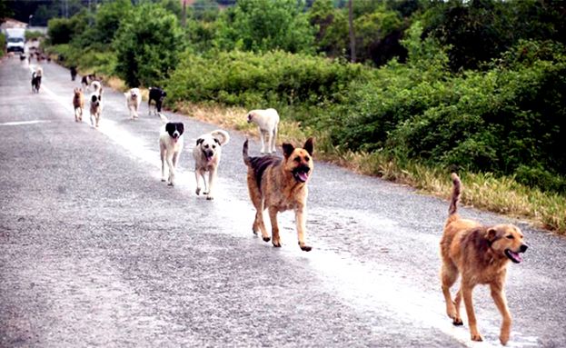 CARSOLI,E&amp;#039; ALLARME CANI RANDAGI:SCAMPATO INCIDENTE SULLA TIBURTINA VALERIA