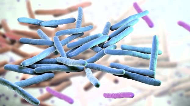 Batterio della lebbra