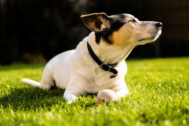 Jack Russel