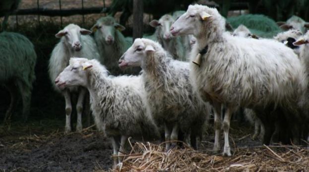 CARSOLI,RUBATE PIU&amp;#039; DI UN CENTINAIO DI PECORE AD UN NOTO ALLEVATORE DELLA ZONA
