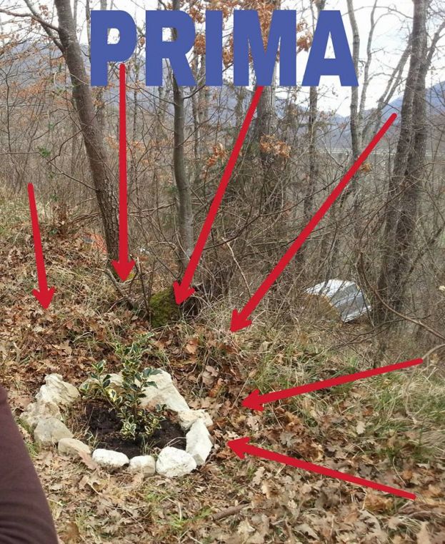 CARSOLI,AGRIFOGLIO TRAFUGATO