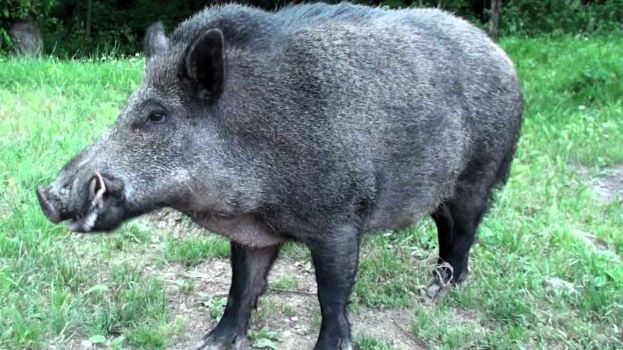 Cinghiale di grosse dimensioni