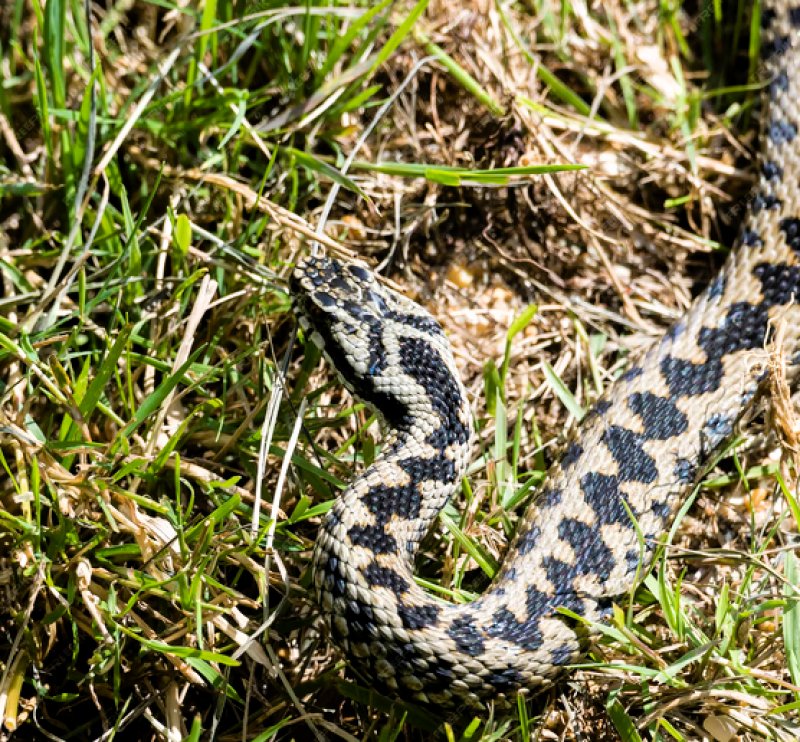 Vipera