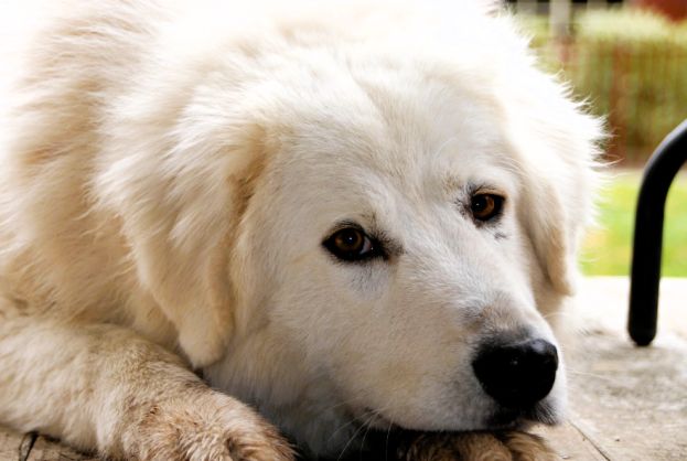 Pastore Abruzzese - Maremmano