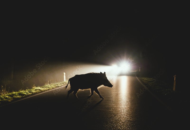 Cinghiale che attraversa la strada