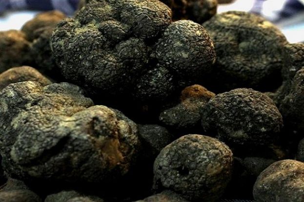 CHIETI - A PRETORO MULTA DI 866 EURO PER UN RACCOGLITORE DI TARTUFI ABUSIVO