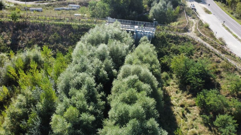 Vegetazione nell&amp;#039;invaso