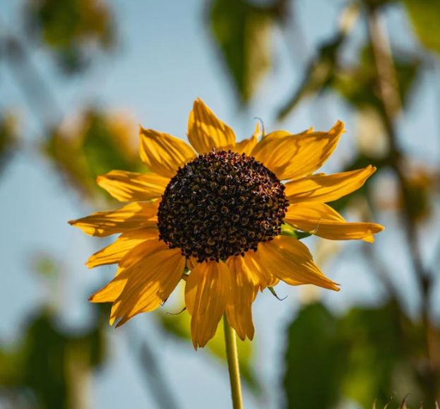 Girasole