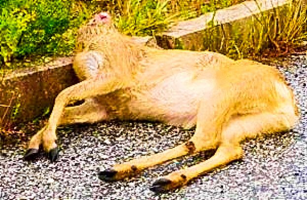 CARSOLI, CAPRIOLO DECAPITATO RINVENUTO IN LOCALITA&amp;#039; CASABIANCA: INTERVIENE LA GUARDIA FORESTALE DI PERETO