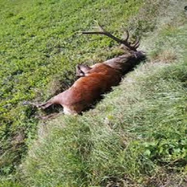 Cervo morto