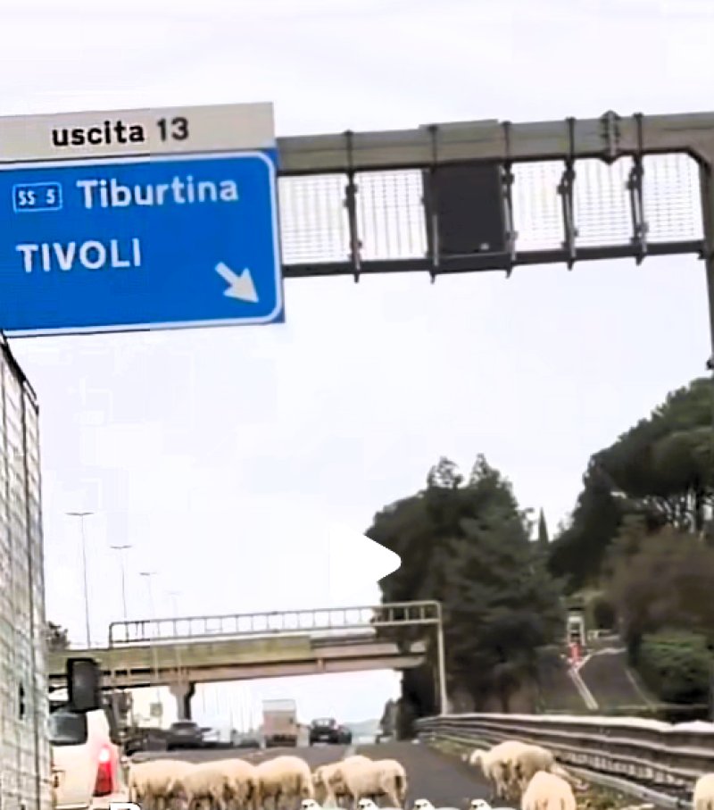 Pecore sul raccordo anulare di Roma