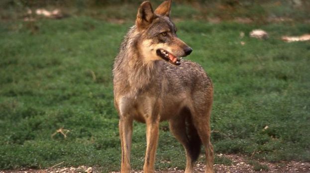 PERETO,BRANCO DI LUPI SBRANA UN VITELLO DI DUE MESI ALLE PORTE DEL PAESE