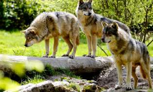 k2.items.cache.0f62ce8a31a5d94a8d79cd773cf95349_Lnsp-706 CAVALIERENEWS.IT - CAVALIERENEWS|TERRITORIO,NOTIZIE DI OGGI,REGIONI