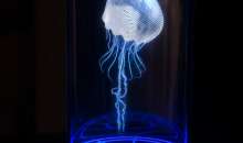 k2.items.cache.4fa047db8417de7d3298f44432a3ce09_Lnsp-738 CAVALIERENEWS.IT - CAVALIERENEWS|TERRITORIO,NOTIZIE DI OGGI,REGIONI