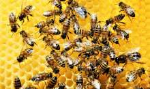 k2.items.cache.8fe8a8317108c33ce830ca57236b0b29_Lnsp-740 CAVALIERENEWS.IT - CAVALIERENEWS|TERRITORIO,NOTIZIE DI OGGI,REGIONI