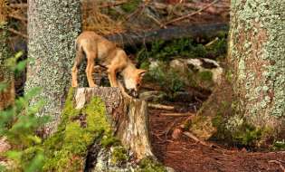 k2.items.cache.e7e85b915a743f8cc2f1cdecfa35d1b0_Lnsp-706 CAVALIERENEWS.IT - CAVALIERENEWS|TERRITORIO,NOTIZIE DI OGGI,REGIONI