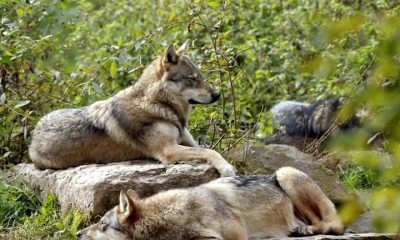 0e049f207bca45d4f26a2ce0ec2aa100 M