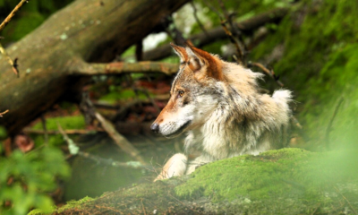 Immagine 2026 03 25 194155