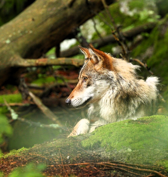 Lupo