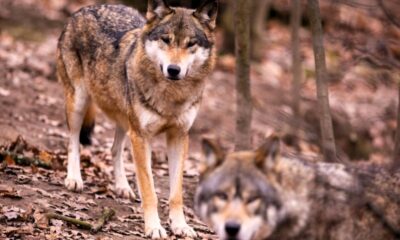 3e15f6178dd9f1ff5a3b927ea1ef0d63 M