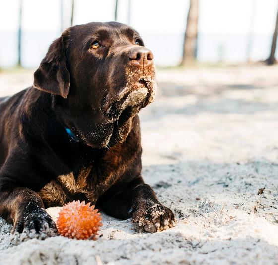 Immagine 2026 04 26 105754