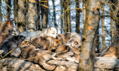 Immagine 2026 04 29 072346